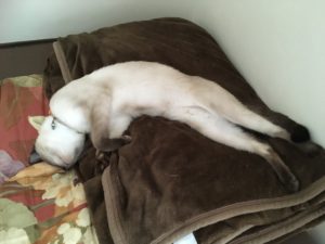 19CD153B-E0B7-4DE0-9A9D-BC0DBC8DC7ED