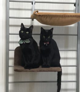 8CAAD9E7-0728-4993-8FBA-2E5FBF2D20F3